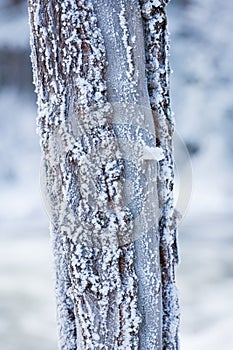 Tree trunk covered in hoarfrost at lake shore