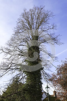 Tree trunk covered by ivy in Salisbury city