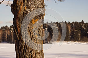 tree trunk covered with lichen