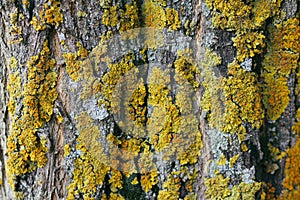 Tree trunk covered with lichen and moss. Rough natural background. Forest nature. Flora. Plants and flowers.
