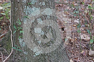 Tree trunk covered with lichens and vines