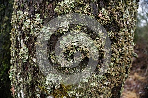 Tree trunk covered with lychen photo
