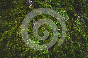 The tree trunk covered with moss.