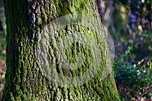 Tree trunk covered with moss