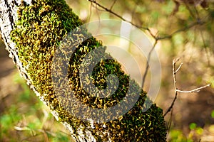 Tree trunk covered with moss in the forest