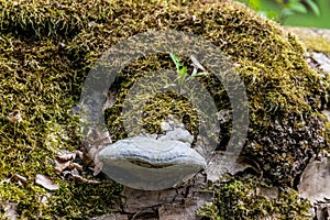 A tree trunk covered with moss and fungus