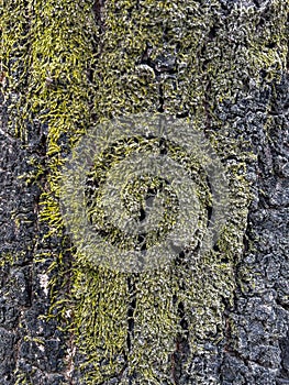 A tree trunk covered in moss and lichen