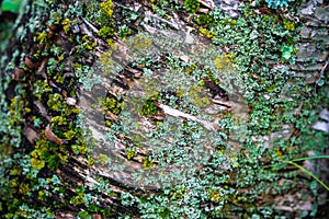 Tree trunk covered in moss and lichen