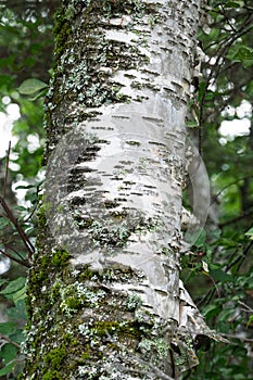 Tree trunk covered in moss and lichen