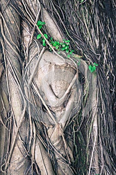 Tree trunk covered by root
