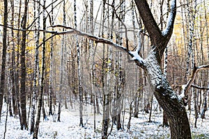 Tree trunk covered with snow near birch copse