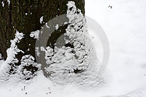 tree trunk covered by the snow in a public garden