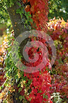 A tree trunk covered in vines in a park