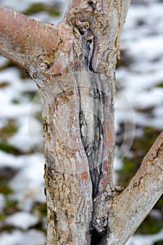 Tree trunk with cracked bark, tree damage