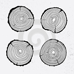 Tree trunk cross section