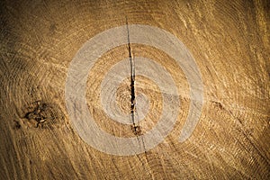 Tree trunk cross section background