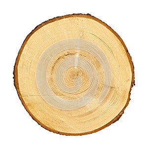 Tree trunk cross section. CLIPPING PATH