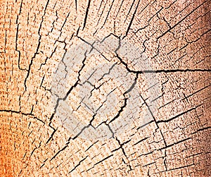 Tree trunk cross section, clipping path included