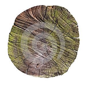 Tree trunk cross section with clipping path