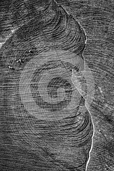 Tree trunk cross section
