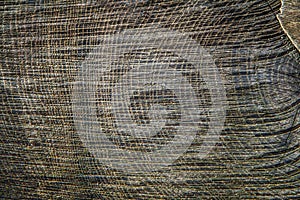 Tree trunk cross section