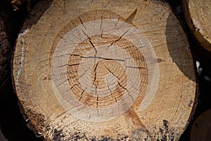 Tree trunk cross section
