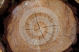 Tree trunk cross section
