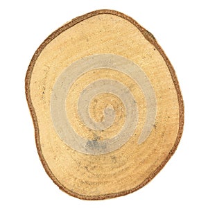 Tree trunk cross section isolated over white