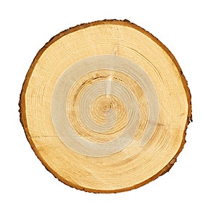 Tree trunk cross section. CLIPPING PATH photo