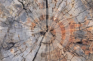 Tree trunk cross section photo