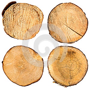 Tree trunk cross section set