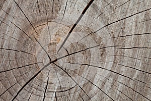 Tree trunk, cross section wood background