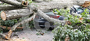 Tree trunk crushes car in driveway