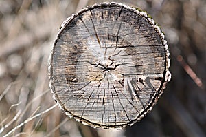 Tree trunk - cut