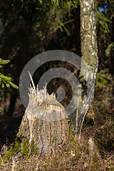 A tree trunk cut by a beaver in a deciduous forest