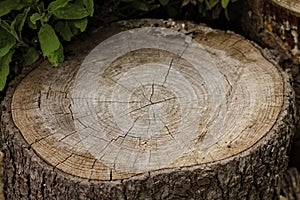 Tree trunk cut in half Italy, Europe