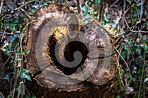 Tree trunk cut off by loggers , heart of nature