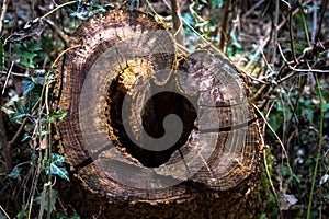 Tree trunk cut off by loggers , heart of nature photo