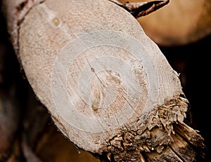 Tree trunk cut surface with natural wood texture