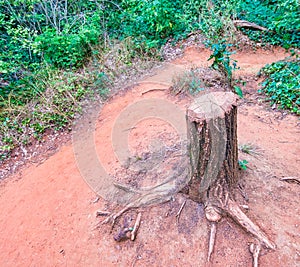 Tree trunk cut in the woods with roots