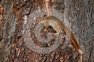 Tree trunk with cute squirrel. Okavango delta, Botswana, Africa. Wildlife nature. Tree Squirrel, Paraxerus cepapi chobiensis,