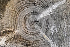 Tree trunk cuts showing growth rings