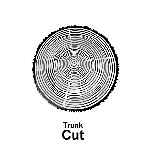 Tree Trunk Cuts or Wood Cross Section Collection