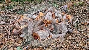 Tree trunk cuttings for firewood taken from the forest