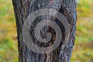 A tree trunk with damaged bark, from the place of which a dark, viscous liquid flows. An abstract symbol of