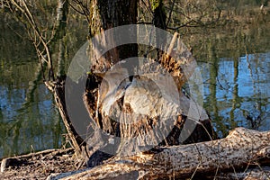 Tree trunk damaged by a beaver