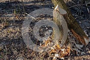Tree trunk damaged by a beaver