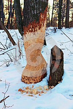 Tree trunk damaged by beavers. Winter forest. Tree with marks of beaver teeth. Damage to trees beavers