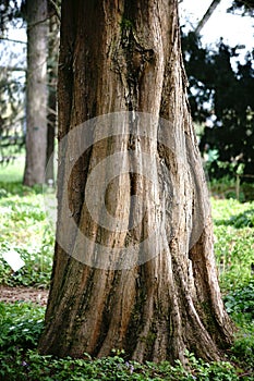 Tree trunk Dawn Redwood