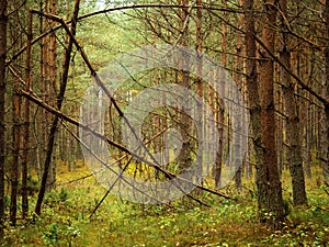 Tree trunk in a deep moody forest in autumn season in a rainy day